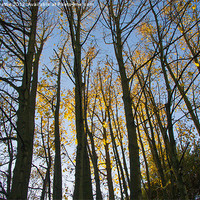 Buy canvas prints of Autumn trees by craig beattie