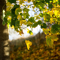 Buy canvas prints of Autumnal Leaves by craig beattie