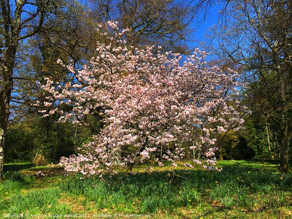 Cherry blossom in Balloch Castle Country Park, Loch Lomond Picture Board by yvonne & paul carroll