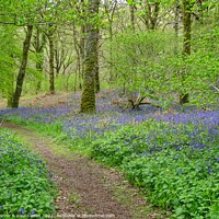 Buy canvas prints of Bluebell Woods by yvonne & paul carroll