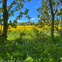 Buy canvas prints of Rapeseed and bluebells by yvonne & paul carroll