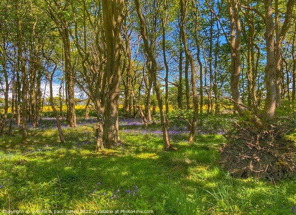 Rapeseed field behind bluebell woods Picture Board by yvonne & paul carroll