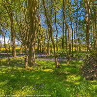Buy canvas prints of Rapeseed field behind bluebell woods by yvonne & paul carroll
