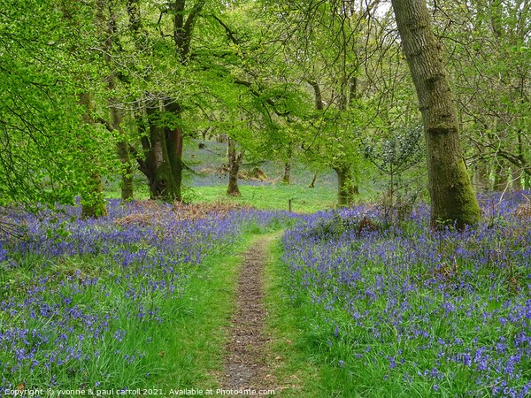 Beautiful bluebell woods in Scotland Picture Board by yvonne & paul carroll