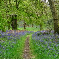 Buy canvas prints of Beautiful bluebell woods in Scotland by yvonne & paul carroll