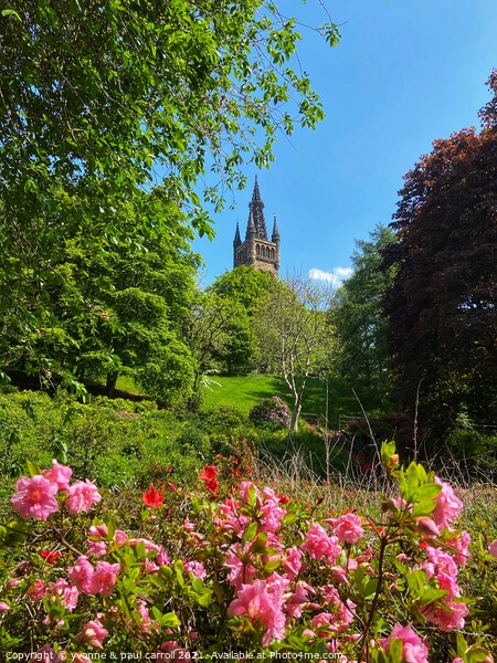 Glasgow University tower behind the azaleas  Picture Board by yvonne & paul carroll