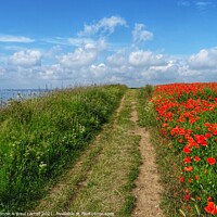 Buy canvas prints of Poppies on the Flamborough Coast by yvonne & paul carroll