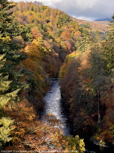 Autumn at Killiecrankie Gorge Picture Board by yvonne & paul carroll