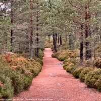 Buy canvas prints of Walking in the forest around Loch an Eileen by yvonne & paul carroll