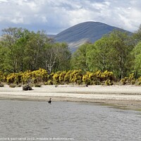 Buy canvas prints of Inchmoan Island, Loch Lomond by yvonne & paul carroll