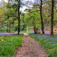 Buy canvas prints of Walking through the bluebells on Inchcailloch, Loch Lomond by yvonne & paul carroll