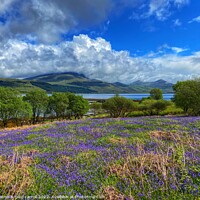 Buy canvas prints of Looking towards Ben More across a field of bluebells on the Isle of Mull by yvonne & paul carroll