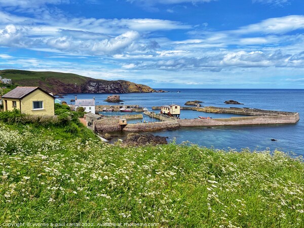 St Abbs harbout Picture Board by yvonne & paul carroll