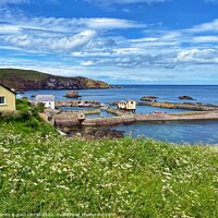 Buy canvas prints of St Abbs harbout by yvonne & paul carroll