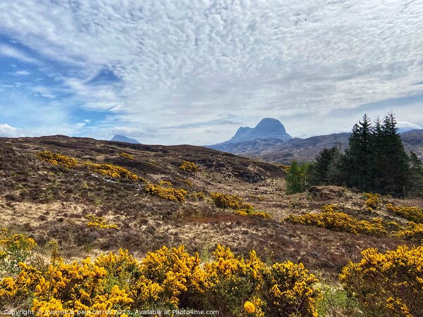 Yellow gorse and Suilven mountain Picture Board by yvonne & paul carroll