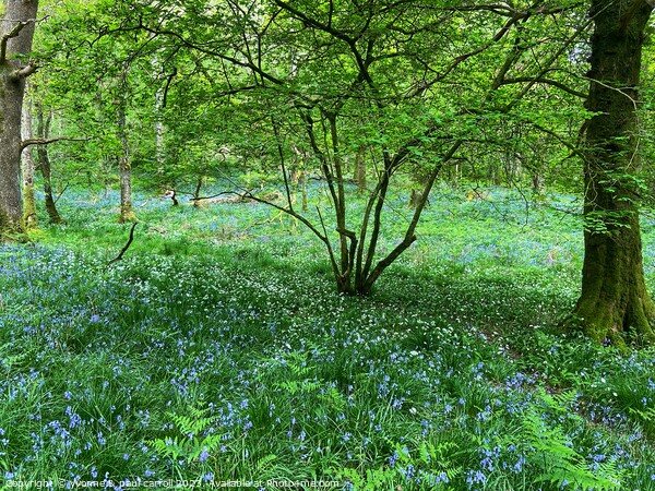 Bluebells and wild garlic Picture Board by yvonne & paul carroll