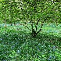 Buy canvas prints of Bluebells and wild garlic by yvonne & paul carroll