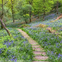 Buy canvas prints of Bluebell woods in Inchcailloch by yvonne & paul carroll