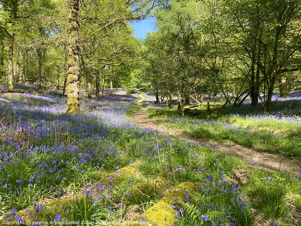 Inchcailloch island bluebells Picture Board by yvonne & paul carroll