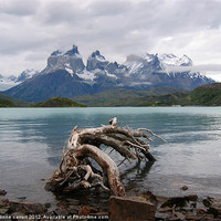 Buy canvas prints of Torres del Paine by yvonne & paul carroll