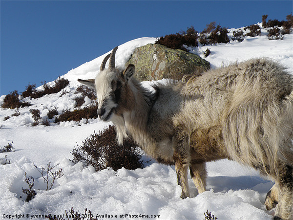 Mountain goat, Scotland Picture Board by yvonne & paul carroll