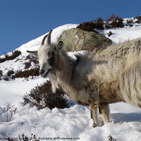 Buy canvas prints of Mountain goat, Scotland by yvonne & paul carroll