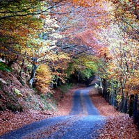 Buy canvas prints of  Autumn leaves by yvonne & paul carroll