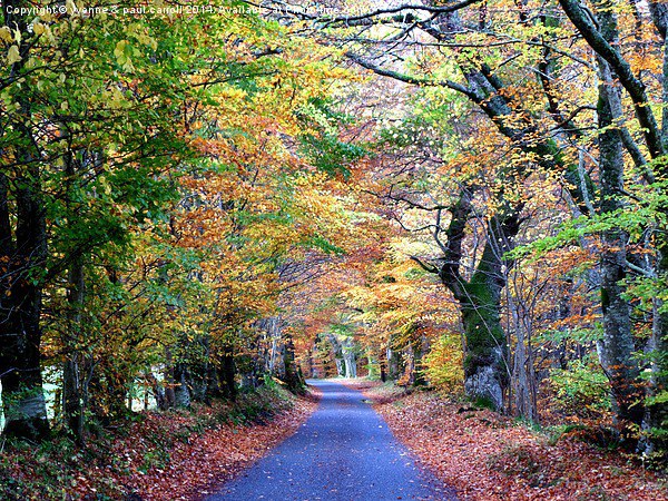  Autumn drive, Glen Lyon Picture Board by yvonne & paul carroll