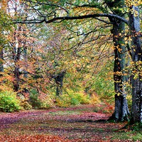 Buy canvas prints of  Autumn walk by yvonne & paul carroll