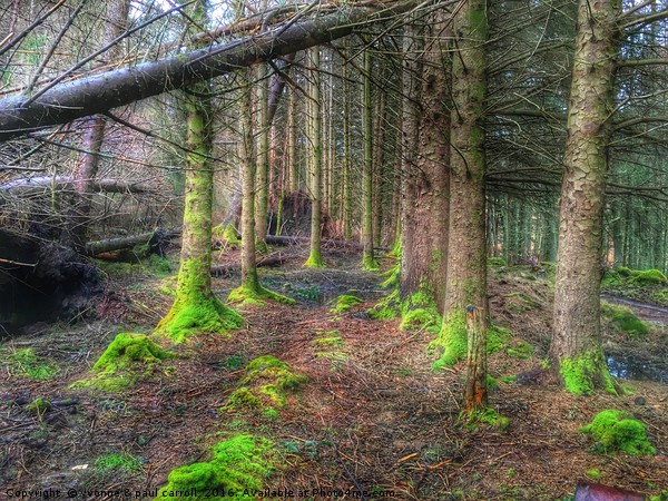 A walk in the woods Picture Board by yvonne & paul carroll