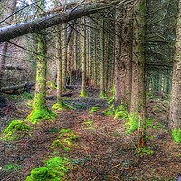Buy canvas prints of A walk in the woods by yvonne & paul carroll