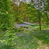 Buy canvas prints of Bluebell woods by yvonne & paul carroll