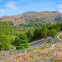 Buy canvas prints of Bluebell walk, Grasmere - panorama by yvonne & paul carroll