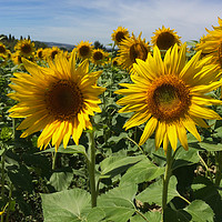 Buy canvas prints of Sunflowers by yvonne & paul carroll