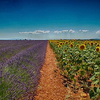 Buy canvas prints of Lavender & Sunflowers, Provence by yvonne & paul carroll