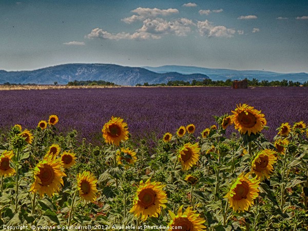 Lavender & Sunflowers, Provence Picture Board by yvonne & paul carroll
