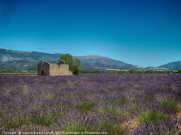 Lavender fields, Provence Picture Board by yvonne & paul carroll