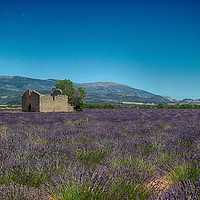 Buy canvas prints of Lavender fields, Provence by yvonne & paul carroll