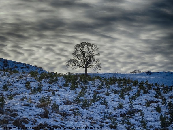 Winter sky, lone tree on a hill Picture Board by yvonne & paul carroll