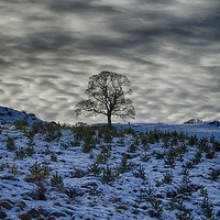 Buy canvas prints of Winter sky, lone tree on a hill by yvonne & paul carroll