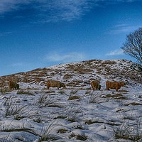 Buy canvas prints of Highland cattle under lone tree in the snow by yvonne & paul carroll
