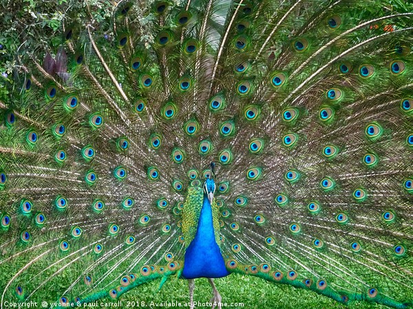 Peacock in the gardens of La Mirage, Ecuador Picture Board by yvonne & paul carroll