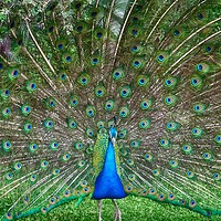 Buy canvas prints of Peacock in the gardens of La Mirage, Ecuador by yvonne & paul carroll