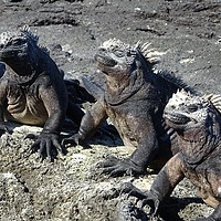 Buy canvas prints of Galapagos marine iguanas sunning themselves by yvonne & paul carroll