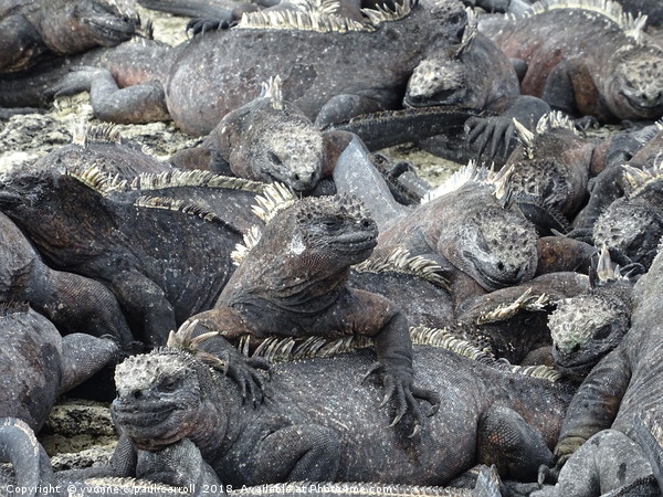 Galapagos marine iguanas sunning themselves Picture Board by yvonne & paul carroll