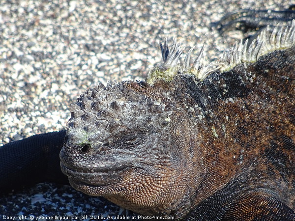 Galapagos marine iguana close-up Picture Board by yvonne & paul carroll