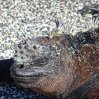 Buy canvas prints of Galapagos marine iguana close-up by yvonne & paul carroll