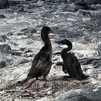 Buy canvas prints of Galapagos flightless cormorants - father and baby by yvonne & paul carroll