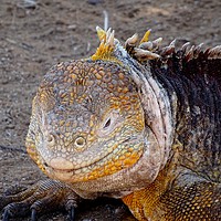 Buy canvas prints of Galapagos land iguana close-up by yvonne & paul carroll