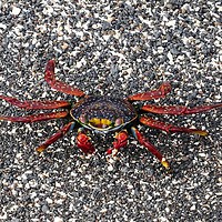Buy canvas prints of Galapagos "Sally Lightfoot" crab by yvonne & paul carroll